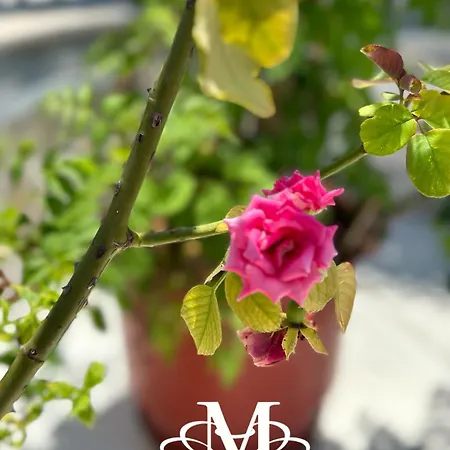 Daire La Maison - Your For 4 Seasons Golem (Tirana)