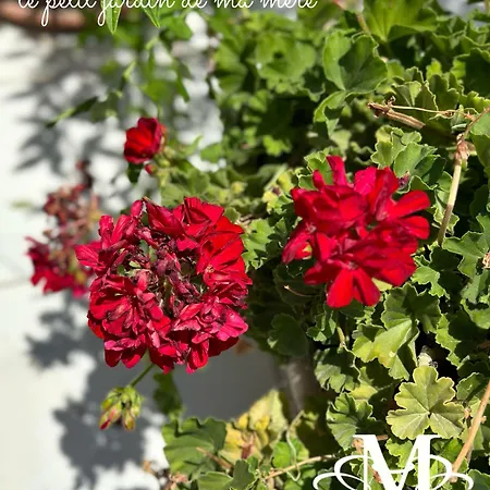 La Maison - Your For 4 Seasons *