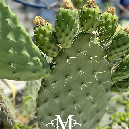 La Maison - Your For 4 Seasons Appartement